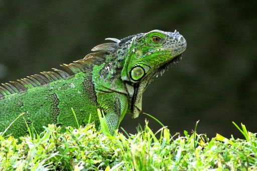 Grüne Leguane und Kalziummangel: Ernährung für starke Knochen und eine gesunde Entwicklung