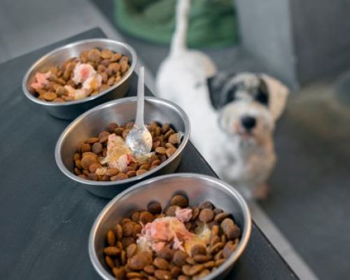 Wie man Verdauungsproblemen bei der Futterumstellung Ihres Haustieres vorbeugt