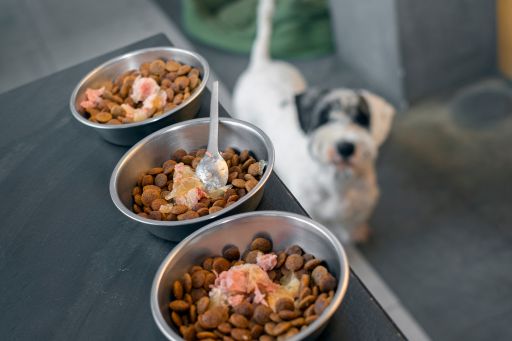Wie man Verdauungsproblemen bei der Futterumstellung Ihres Haustieres vorbeugt