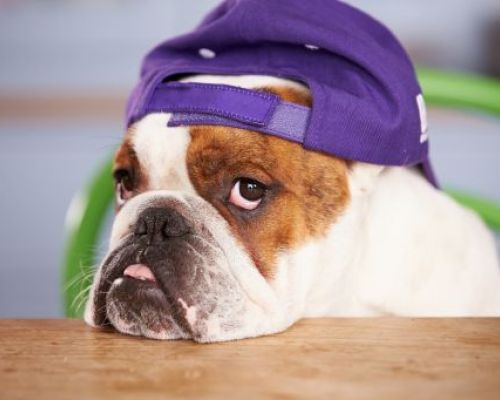 Wie pflegt man eine Bulldogge? Prävention von Atemproblemen und Pflege der Hautfalten