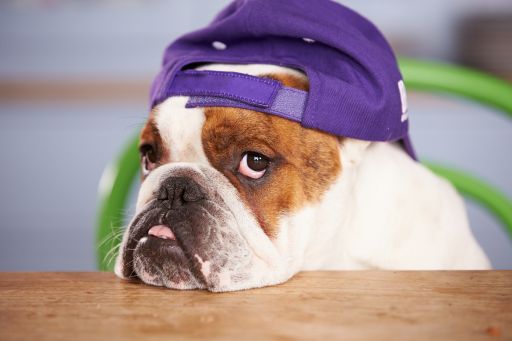 Wie pflegt man eine Bulldogge? Prävention von Atemproblemen und Pflege der Hautfalten