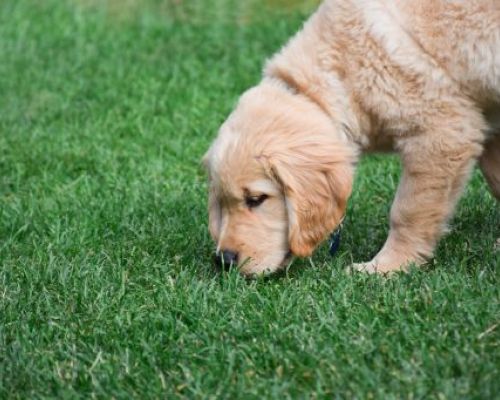 Warum frisst mein Hund Gras? Wir lüften das Geheimnis dieses Verhaltens