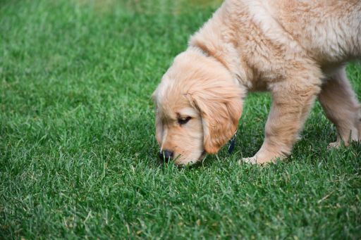 Warum frisst mein Hund Gras? Wir lüften das Geheimnis dieses Verhaltens