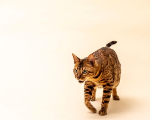 Bengalkatzen und ihr aktiver Lebensstil: Wie man Gelenkproblemen vorbeugt