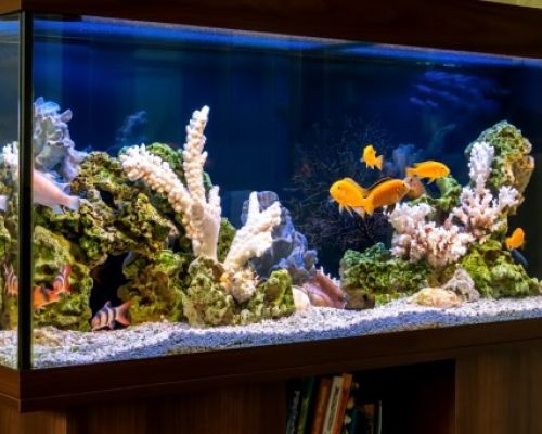 Wassertemperatur im Aquarium: Ein Schlüsselfaktor für die Fischgesundheit