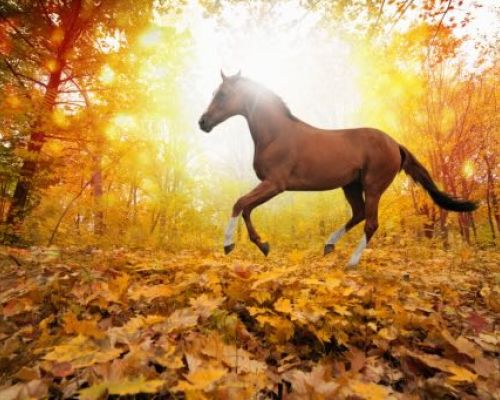 Die Herbstsaison: Wie gefährlich ist sie für den Verdauungstrakt Ihres Pferdes?