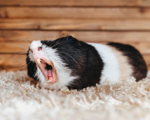 Meerschweinchen-Sprache: Was ihre Geräusche und Bewegungen bedeuten