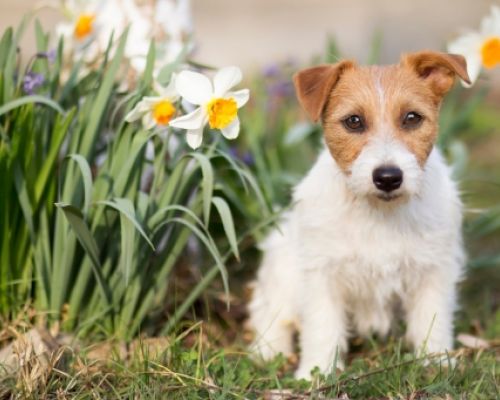 Haustierfreundlicher Garten: Sichere und giftige Pflanzen und Blumen für Haustiere