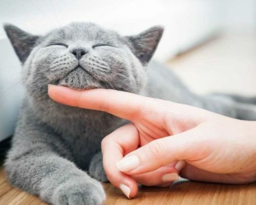 Kinnakne bei Katzen (Katzenakne)