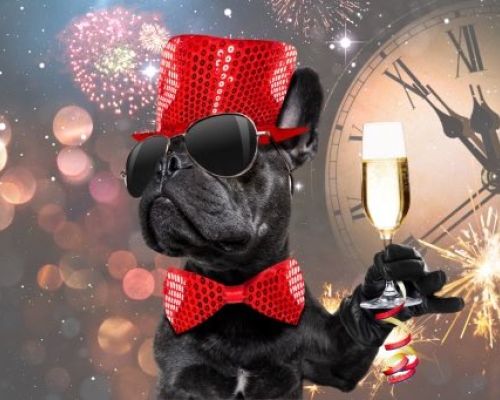 Tipps, wie Sie Haustieren helfen, Silvester zu überstehen