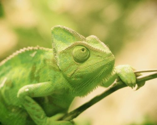 Was sind die häufigsten Krankheiten bei Chamäleons?