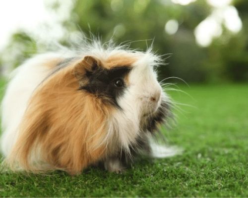 Wie pflegt man das Fell eines Meerschweinchens?