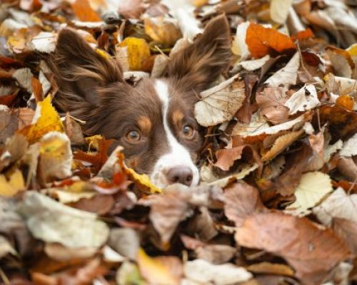 Wie Sie Ihr Haustier auf den Herbst vorbereiten