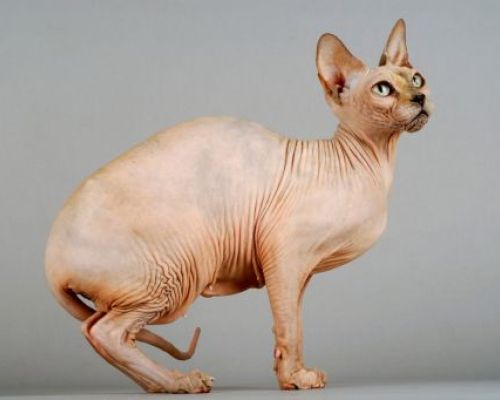 Wie man die Haut von Sphynx-Katzen richtig pflegt