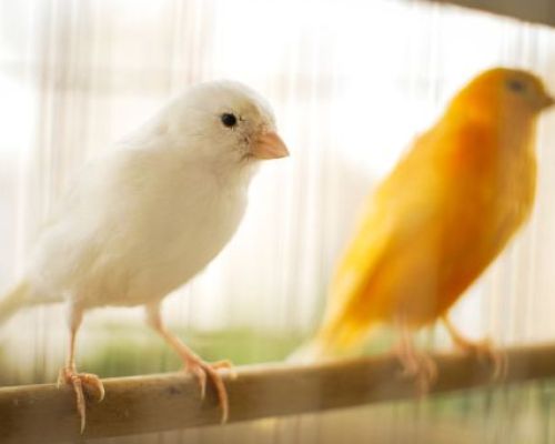 Haben Sie sich entschieden, einen Kanarienvogel anzuschaffen? Was Sie vorab wissen sollten