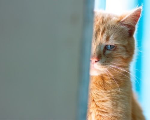 Warum haben Katzen wässrige Augen?