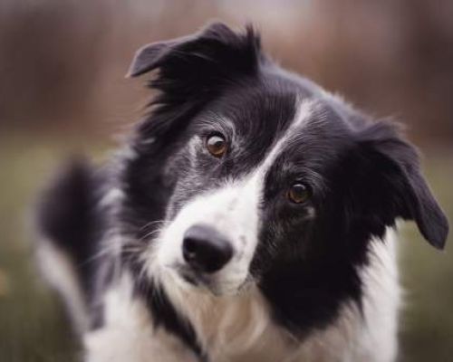 Sie möchten sich einen Border Collie anschaffen? Was Sie vor dem Kauf wissen sollten