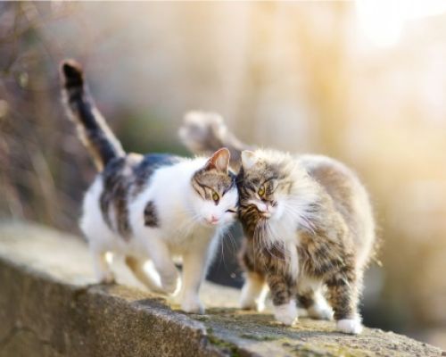 Wie Sie sich eine zweite Katze anschaffen, ohne das Leben der ersten zu ruinieren