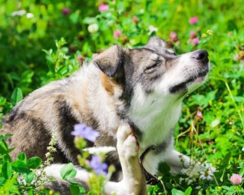 Allergien bei Hunden: Ursachen und Lösungen