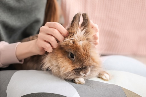 Ein Kaninchen als Haustier für Kinder? Lohnt es sich?