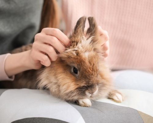 Ein Kaninchen als Haustier für Kinder? Lohnt es sich?
