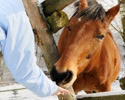 Wie füttert man Pferde im Winter?