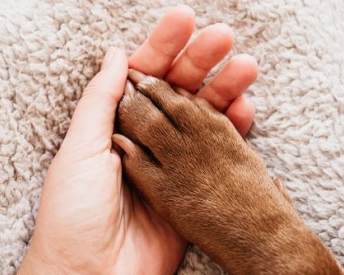 Wie pflegt man die Pfoten des Hundes im Winter?