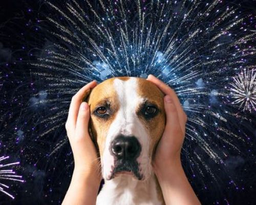 Der Hund hat Angst vor Feuerwerk: Was tun?