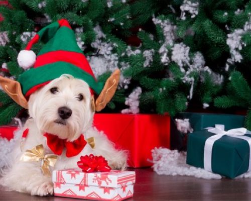 Was schenkt man einem Haustierbesitzer zu Weihnachten?