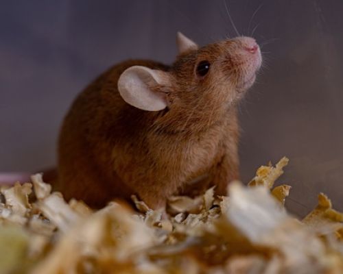 Welche Parasiten haben Ratten?