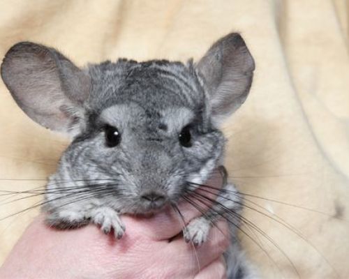 Warum speichelt eine Chinchilla und verliert an Gewicht? Ursachen und Behandlung