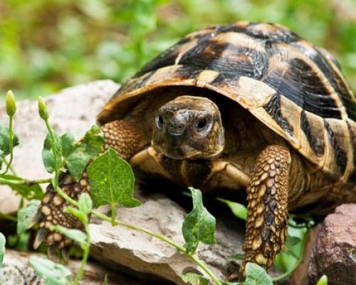 Womit füttert man eine Landschildkröte?