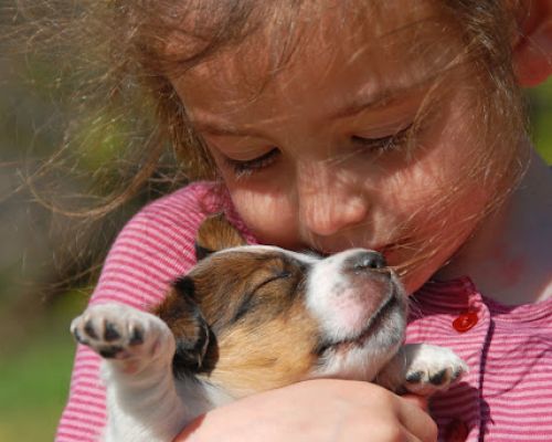Pfotenödem beim Hund: Ursachen und Behandlung