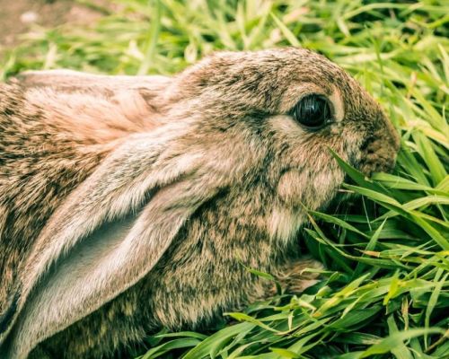 Kaninchenhaltung: 11 Fehler, auf die Sie achten sollten